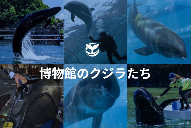 博物館のクジラたち