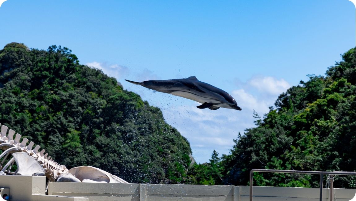 Dolphin Show