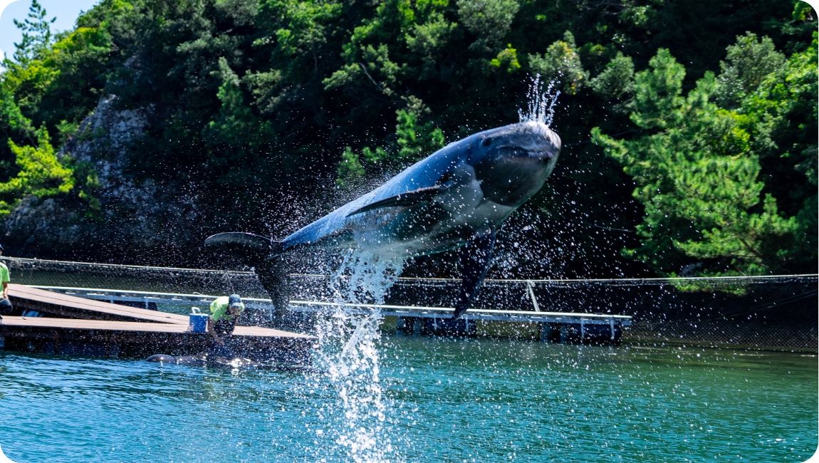 Whale Show