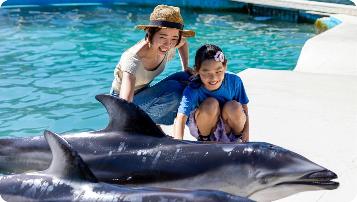 Touching The Dolphin