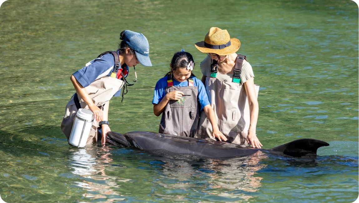 Whale Encounters