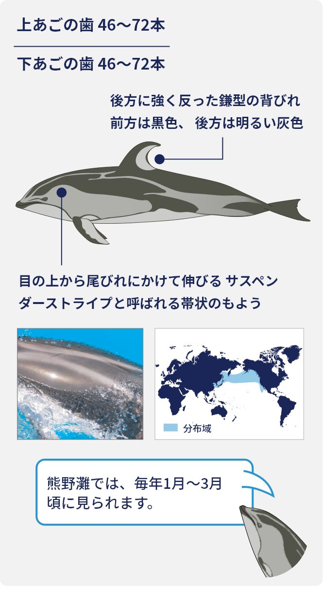 カマイルカの特長