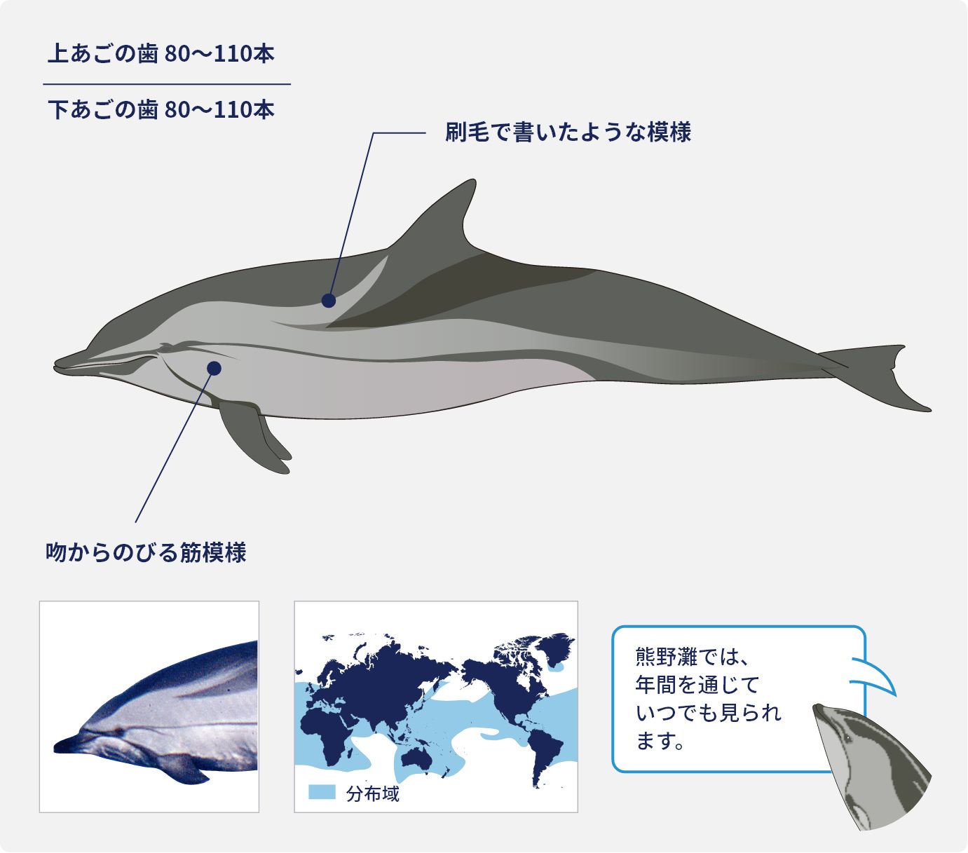 スジイルカの特長